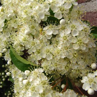 Pyracantha ‘Soleil d’Or’