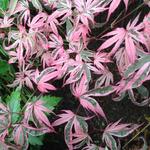 Acer palmatum 'Pink Passion' - Japanse esdoorn