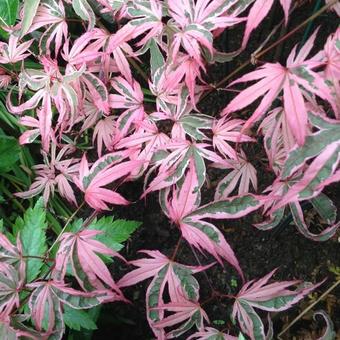 Acer palmatum 'Pink Passion'