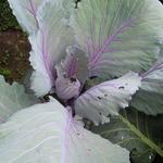 Brassica oleracea convar. capitata var. rubra - Rode kool