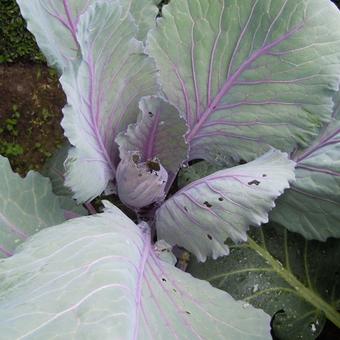 Brassica oleracea convar. capitata var. rubra