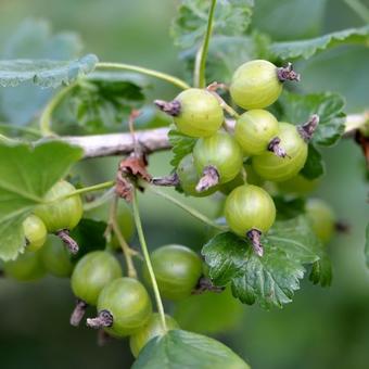 Ribes nigrum x Ribes uva-crispa