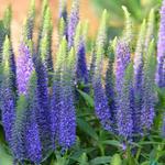 Veronica spicata 'Ulster Dwarf Blue' - Ereprijs