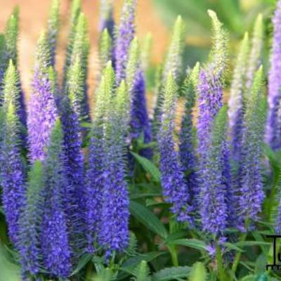 Veronica spicata 'Ulster Dwarf Blue' - Ereprijs