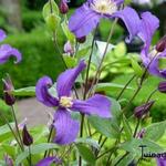 Clematis 'Blue Pirouette' - Bosrank