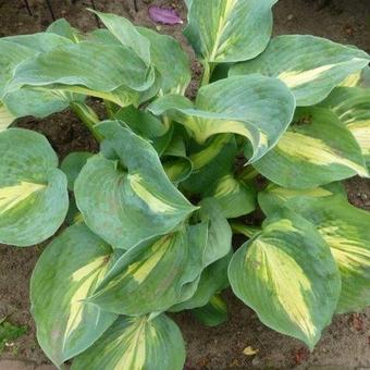 Hosta 'Dream Weaver'