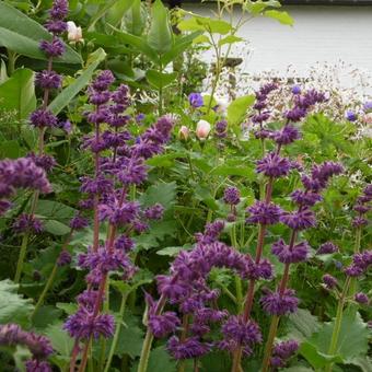 Salvia verticillata 'Purple Rain'