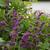 Salvia verticillata 'Purple Rain'