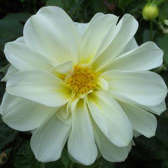 Dahlia 'Schneekönigin'