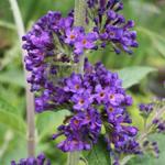 Vlinderstruik - Buddleja davidii 'Empire Blue'