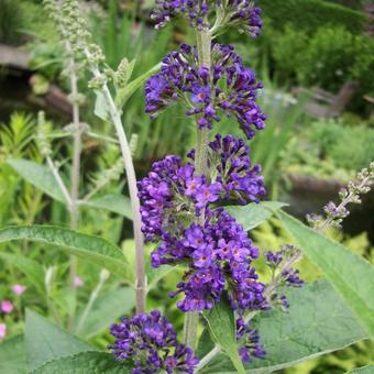 Buddleja davidii 'Empire Blue'