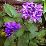 Campanula glomerata - Kluwenklokje