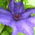 Clematis 'The President'