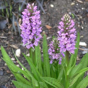 Dactylorhiza maculata