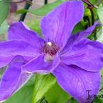 Clematis 'Xerxes' - Bosrank