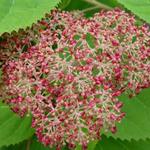 Hortensia - Hydrangea arborescens 'Pink Annabelle' 