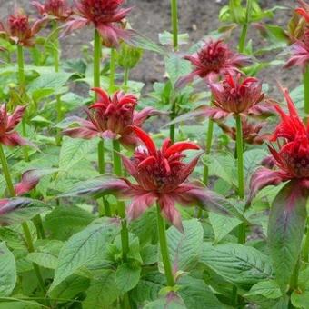 Monarda 'Cambridge Scarlet'