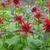 Monarda 'Cambridge Scarlet'