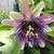 Passiflora 'Perfume Passion'