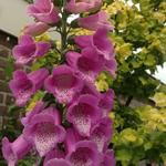 Vingerhoedskruid - Digitalis purpurea