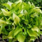 Hosta 'Cracker Crumbs' - Hartlelie