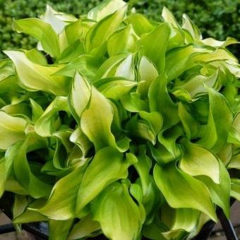 Hosta 'Cracker Crumbs'