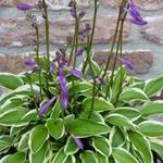 Hosta 'Little Wonder' - Hartlelie