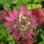 Astrantia major 'Ruby Wedding'