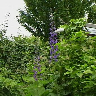 Delphinium 'Black Knight'