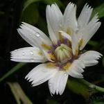 Catananche caerulea 'Alba' - Blauwe strobloem