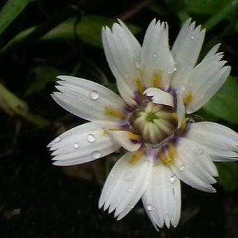 Catananche caerulea 'Alba'