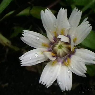 Blauwe strobloem - Catananche caerulea 'Alba'