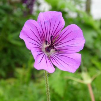 Geranium 'Pink Penny'