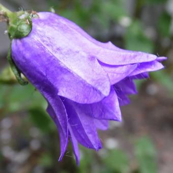 Campanula trachelium 'Bernice'