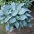 Hosta 'Blue Cadet'