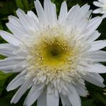 Margriet - Leucanthemum 'Wirral Supreme'