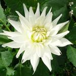 Dahlia 'My Love' - Dahlia