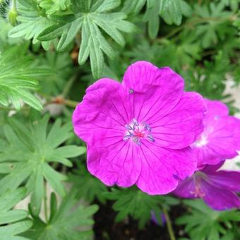 Geranium sanguineum