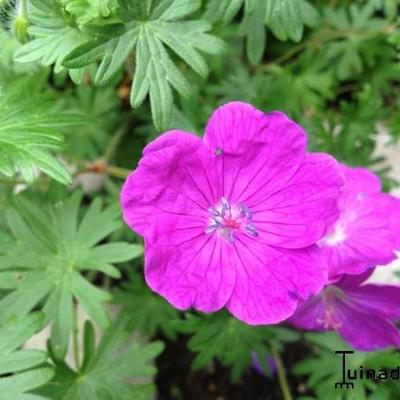 Bloedooievaarsbek - Geranium sanguineum