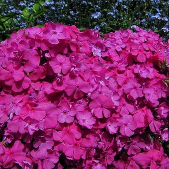 Phlox subulata 'McDaniel's Cushion'