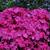 Phlox subulata 'McDaniel's Cushion'