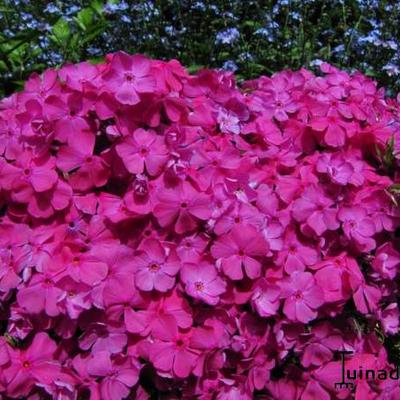 Kruipphlox - Phlox subulata 'McDaniel's Cushion'