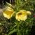 Oenothera