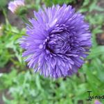 Erigeron 'Azurfee' - Fijnstraal