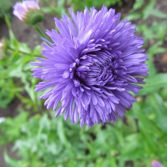 Erigeron 'Azurfee'