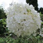 Viburnum 'Eskimo' - Sneeuwbal