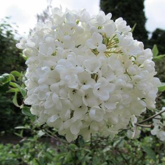 Viburnum 'Eskimo'