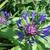 Centaurea montana