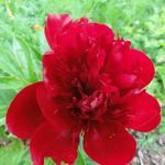 Paeonia lactiflora 'Red charm' - Pioen