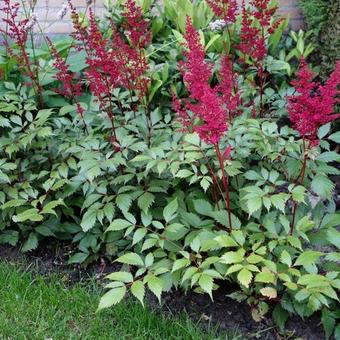 Astilbe x arendsii 'Fanal'